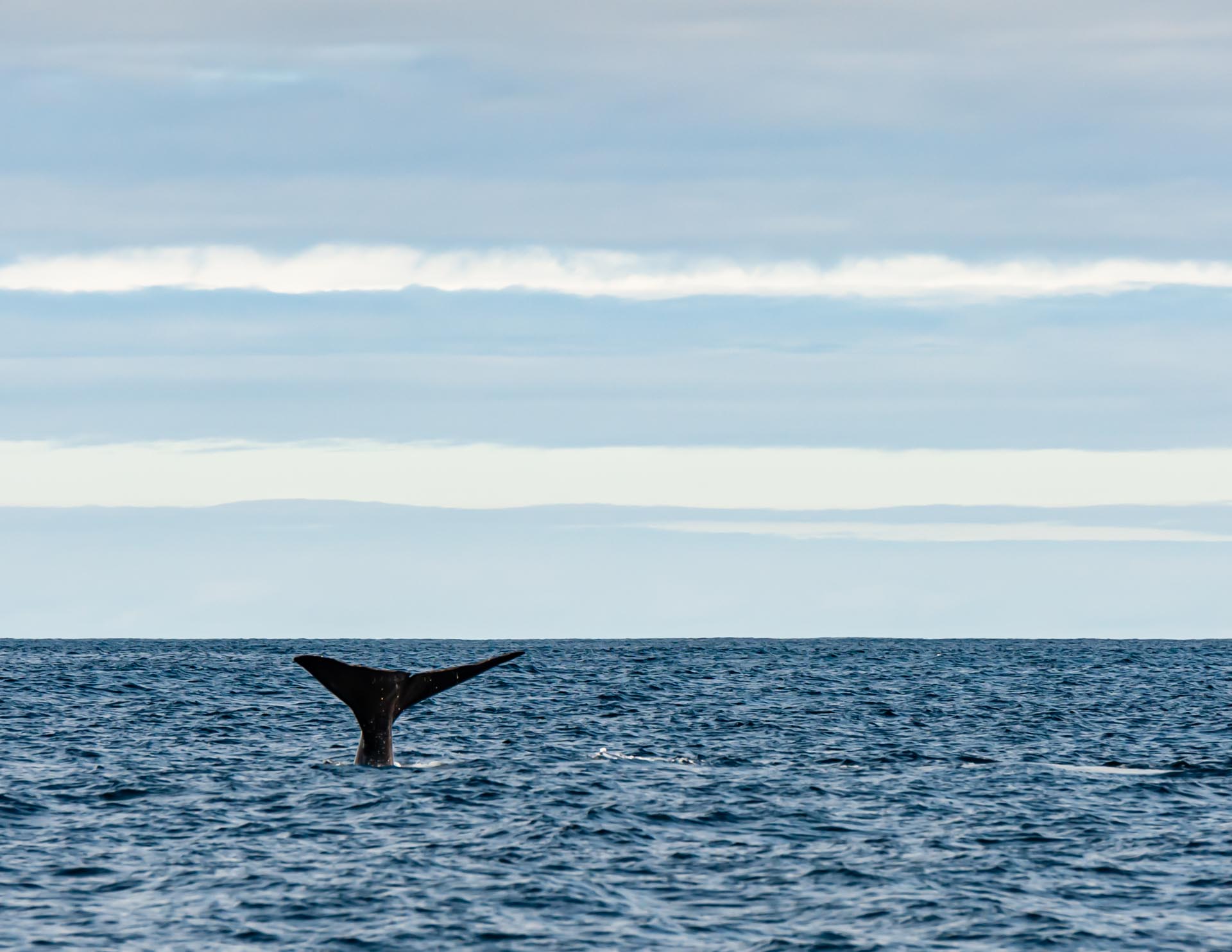 Noorwegen Andenes-7187.jpg